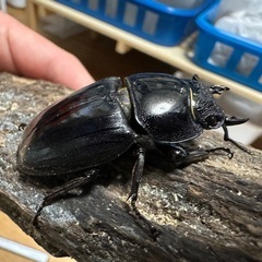 パラワン♀単の画像