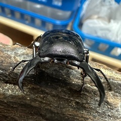 パラワン♂単の画像