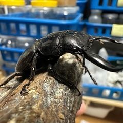 パラワン♂単の画像