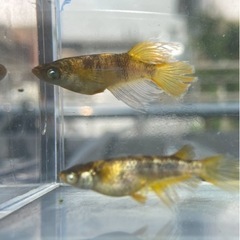 メダカ　金閣　無選別　幼魚　8匹の画像
