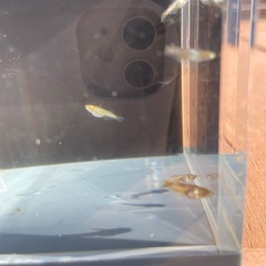 メダカ　金閣　無選別　幼魚　8匹の画像