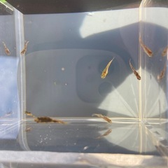 メダカ　金閣　無選別　幼魚　8匹の画像