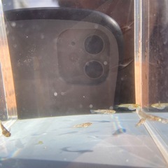 メダカ　金閣　無選別　幼魚　8匹の画像