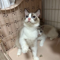 ラグドール オス1歳