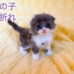 1匹10万︎💕︎小柄な子猫