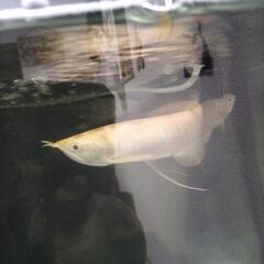 ✨アルビノシルバーアロワナ✨の画像