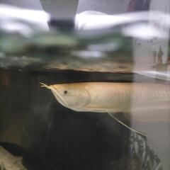 ✨アルビノシルバーアロワナ✨の画像