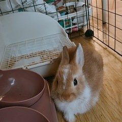 茶色のうさぎ