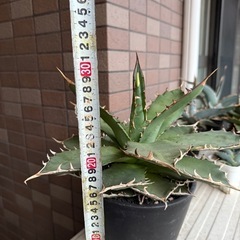 【子株付き】アガベ　ライムグリーン 多肉植物　観葉植物の画像