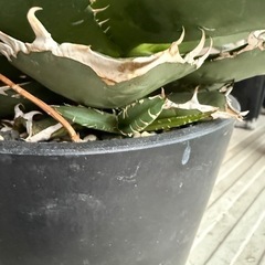 【子株付き】アガベ　ライムグリーン 多肉植物　観葉植物の画像