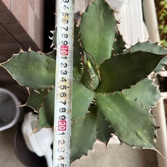 【子株付き】アガベ　ライムグリーン 多肉植物　観葉植物の画像