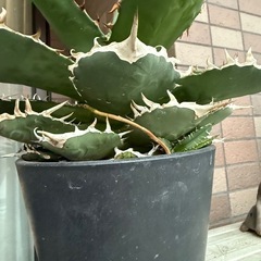 【子株付き】アガベ　ライムグリーン 多肉植物　観葉植物の画像