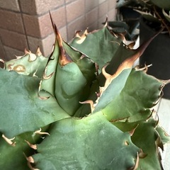アガベ　ハデス　　多肉植物　観葉植物の画像