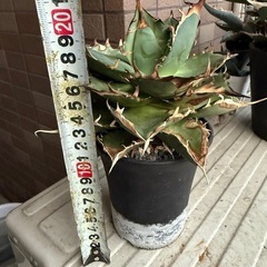 アガベ　ハデス　　多肉植物　観葉植物の画像