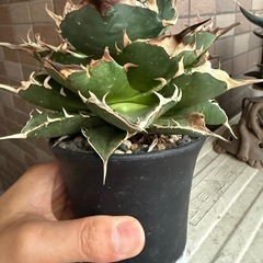 アガベ　ハデス　　多肉植物　観葉植物の画像