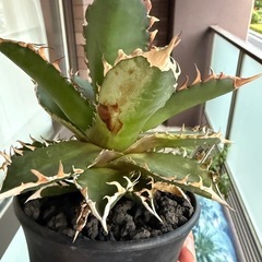 【季節斑あり】アガベ　レッドキャットウィーズル　多肉植物　観葉植物の画像