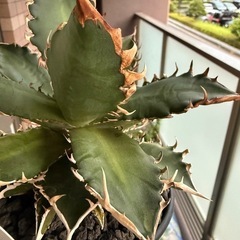 【季節斑あり】アガベ　レッドキャットウィーズル　多肉植物　観葉植物の画像