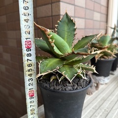 【季節斑あり】アガベ　レッドキャットウィーズル　多肉植物　観葉植物の画像