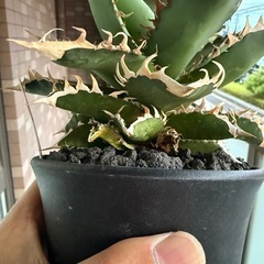 【季節斑あり】アガベ　レッドキャットウィーズル　多肉植物　観葉植物の画像