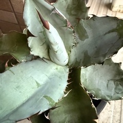 アガベ　ブラック&ブルー　多肉植物　観葉植物の画像