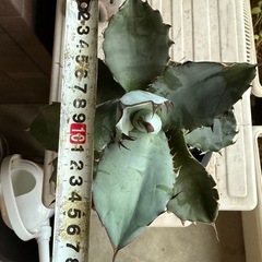 アガベ　ブラック&ブルー　多肉植物　観葉植物の画像