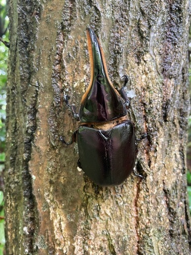 サタンオオカブト