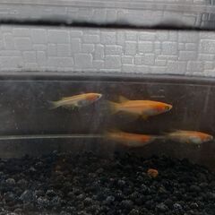 楊貴妃ヒレ長メダカ５匹の画像