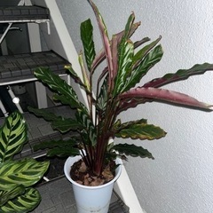 フィロデンドロン 他　3点　観葉植物の画像