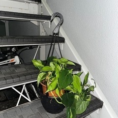 フィロデンドロン 他　3点　観葉植物の画像