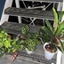 ランキングキーワードに紐づく投稿画像-観葉植物