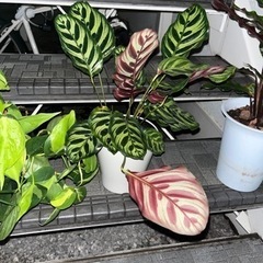 フィロデンドロン 他　3点　観葉植物の画像