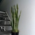 ランキングキーワードに紐づく投稿画像-観葉植物