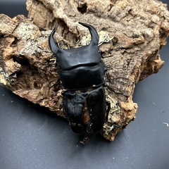 オオクワガタ新成虫(久留米産)の画像