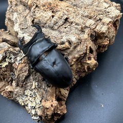 オオクワガタ新成虫(久留米産)の画像