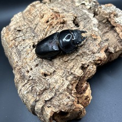 オオクワガタ新成虫(久留米産)の画像