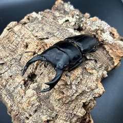 オオクワガタ新成虫(久留米産)の画像