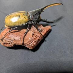 ヘラクレスエクアトリアヌス♂単品の画像