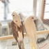 ランキングキーワードに紐づく投稿画像-インコ