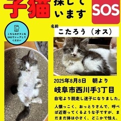 8/8にいなくなった子猫を探しています