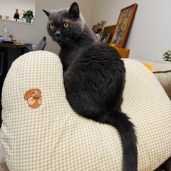 猫を探していますの画像