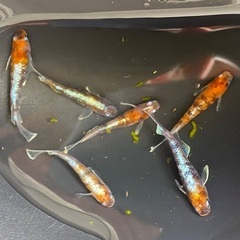 各種メダカ販売！の画像