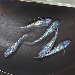 各種メダカ販売！の画像