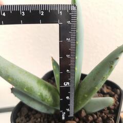 アロエ　クラビフローラ　実生　Aloe clavifloraの画像