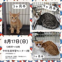 8月17日(日) 猫の譲渡会 名古屋市中村区 お迎え待ってるニャ！🐾