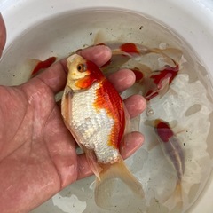 玉サバ サバ尾の画像