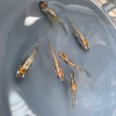 三色めだか4匹の画像