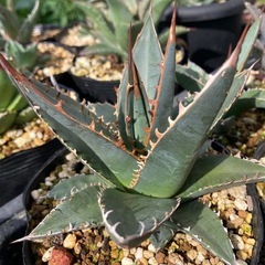 種から育てた多肉植物の画像