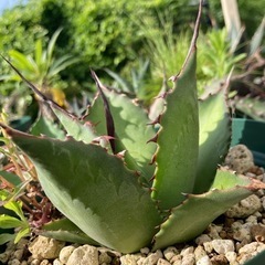 種から育てた多肉植物の画像