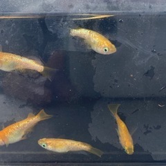 現物出品①　メダカ　王華ダルマ　半ダルマ　5匹セットの画像