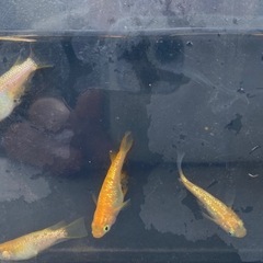 現物出品①　メダカ　王華ダルマ　半ダルマ　5匹セットの画像